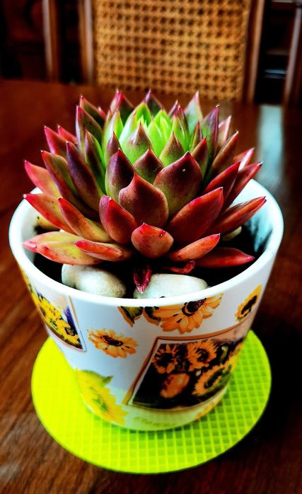 Vasos de plantas com vaso antigo