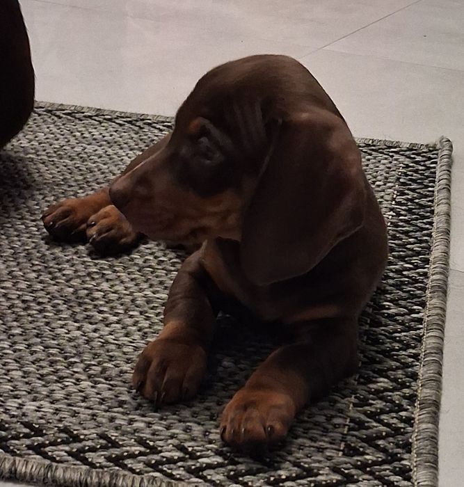 Jamnik krótkowłosy