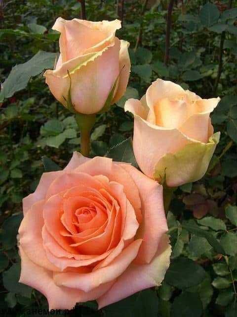 Троянди рози 50грн)