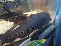Nożowiec chitala piękny dorosły duża ryba 40cm