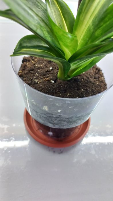 Сансевиерии, детки.