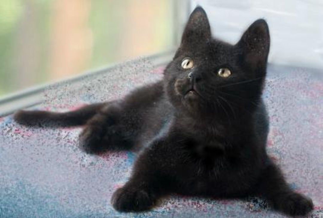 Отдам даром в добрые руки черного котенка
