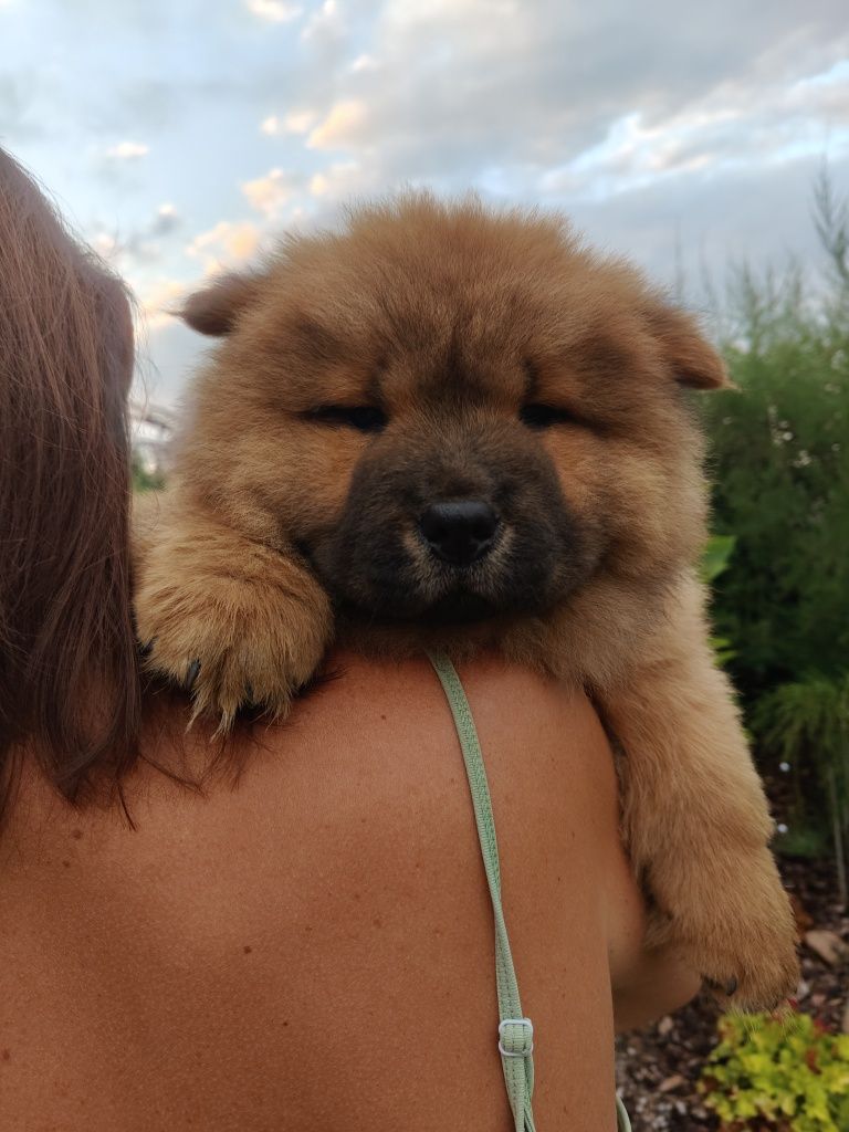 Chow Chow ZKwP FCI