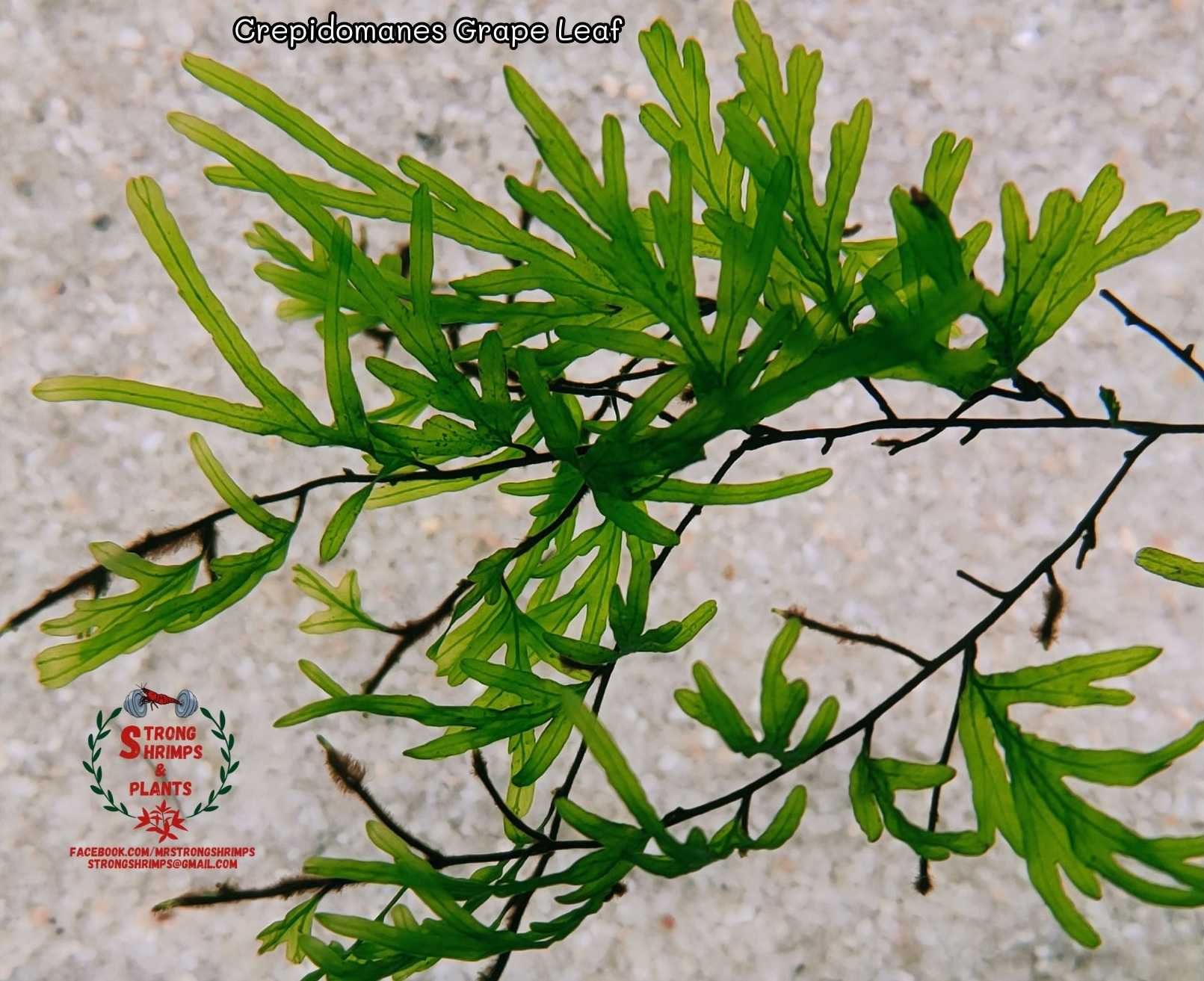 Crepidomanes Grape Leaf Rarytas