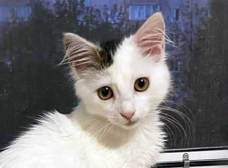 Чарівна  Хлоя шукає дім і люблячу родину! Кішка, кошеня 5 місяців