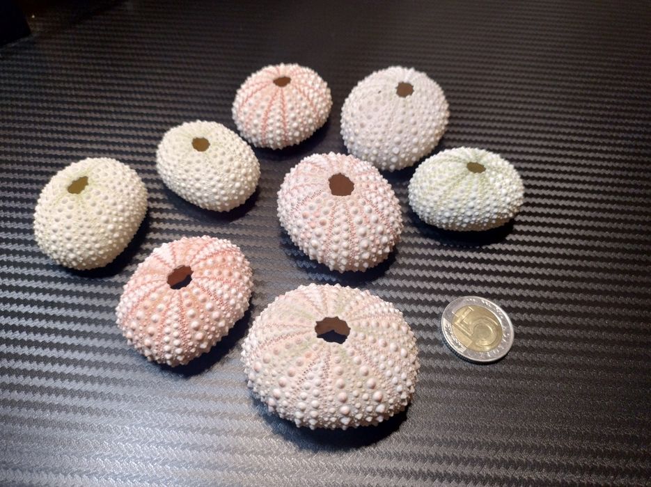 Muszle jeżowca 8szt