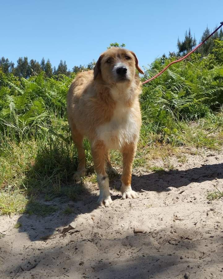 Flsah- cachorro de porte médio para adocao