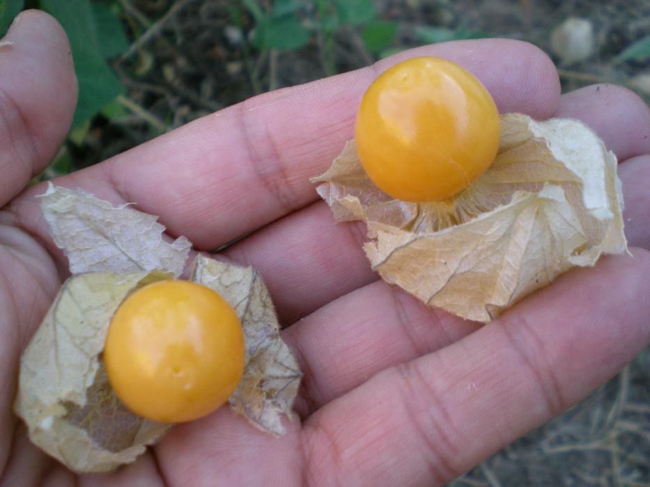 Sementes fruto physalis / tomate-capucho gourmet exótico