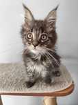 Nox- czarny klasycznie pręgowany Maine Coon