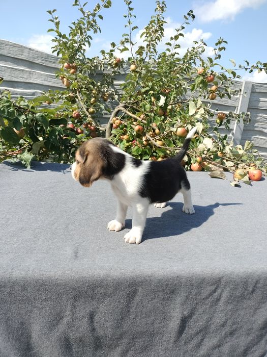 Sprzedam suczkę Beagle