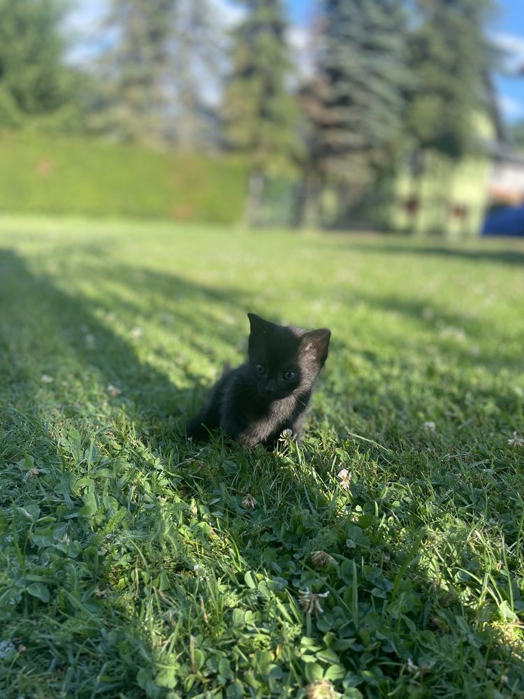 Oddam kotki w dobre ręce