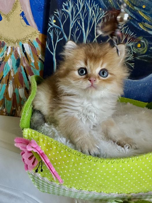 Британські котики окрасу золота шиншила