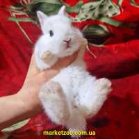 Маленький міні кролик Нідерландський хлопчик