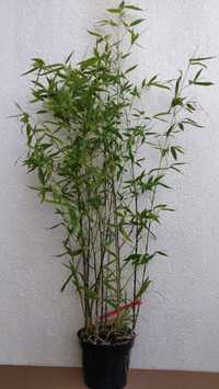 Bambu em rizoma, torrão ou vaso.