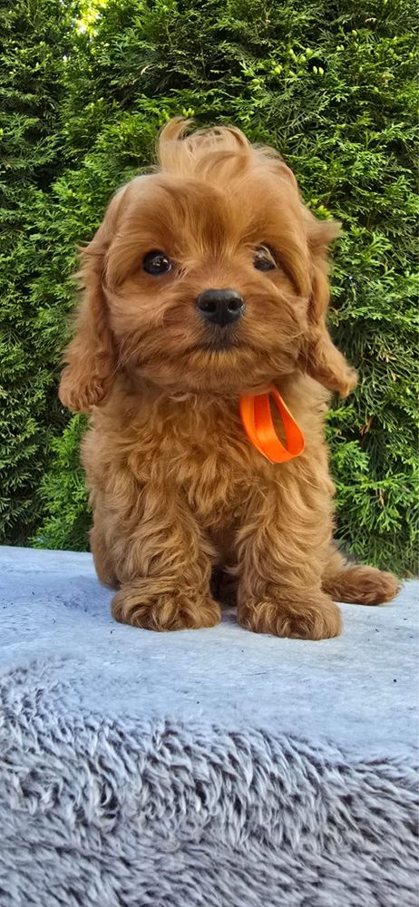 XXS Cavapoo MINI badania pudel cavalier bardzo inteligentny
