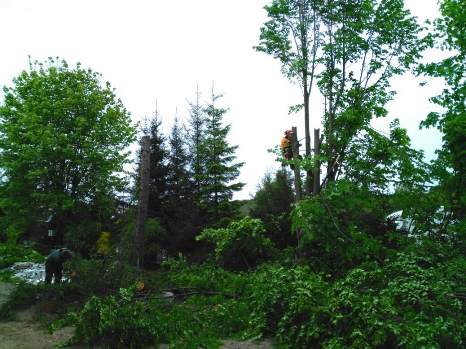 Wycinka przycinanie pielegnacja drzew alpinistycznie Arborysta Utyliza