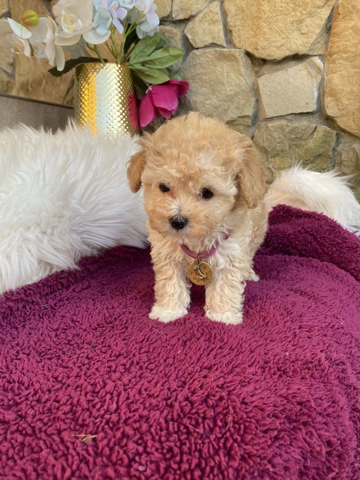 Мальтипу найкращий подарунок