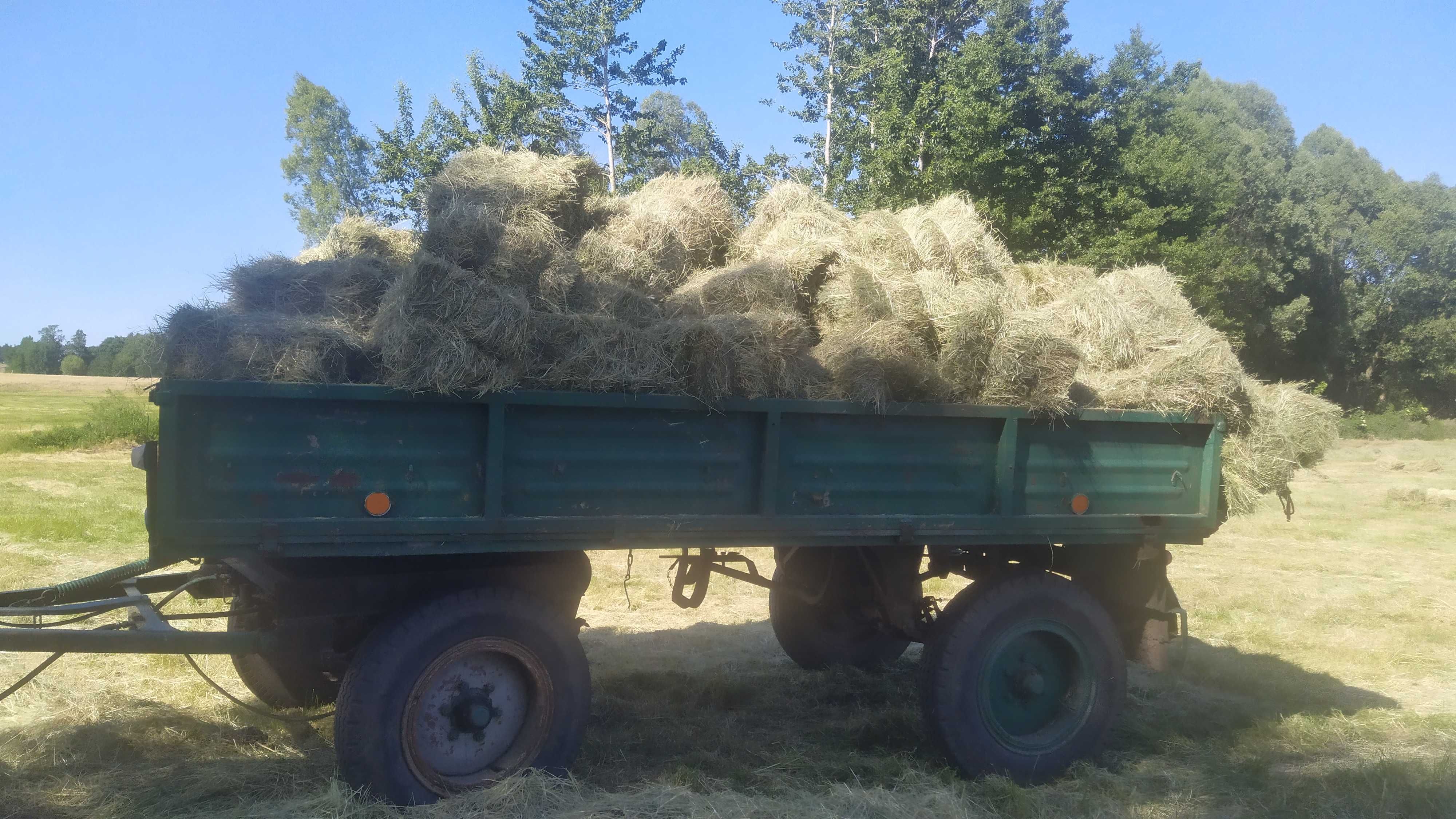 siano kostka polne i łąkowe
