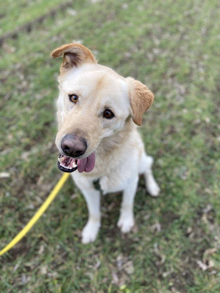 Kochany radosny labrador golden retriever border colie owczarek biały