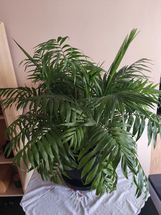 Palma koralowa Chamaedorea