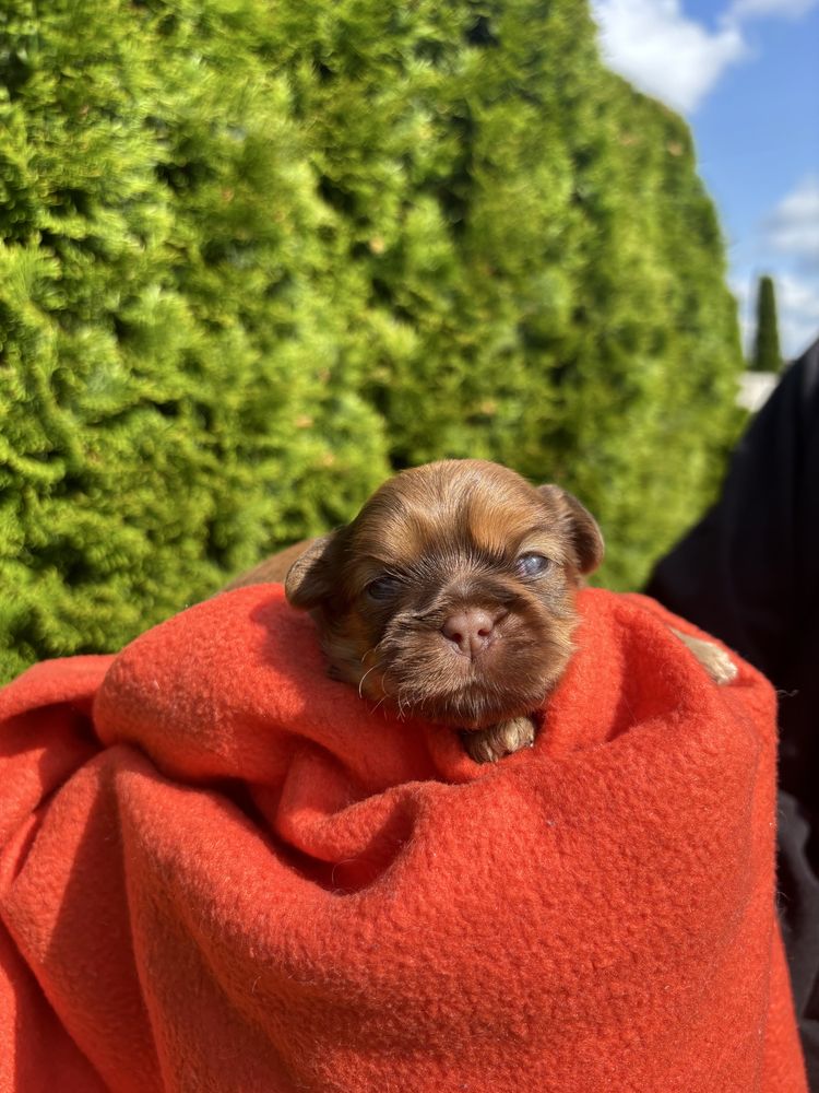 ZAREZERWOWANY Piesek shih tzu z rodowodem 4 pokoleniowym
