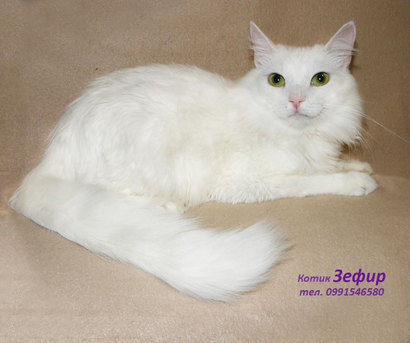 Белый пушистый котик Зефирчик, турецкая ангора (кастрирован)