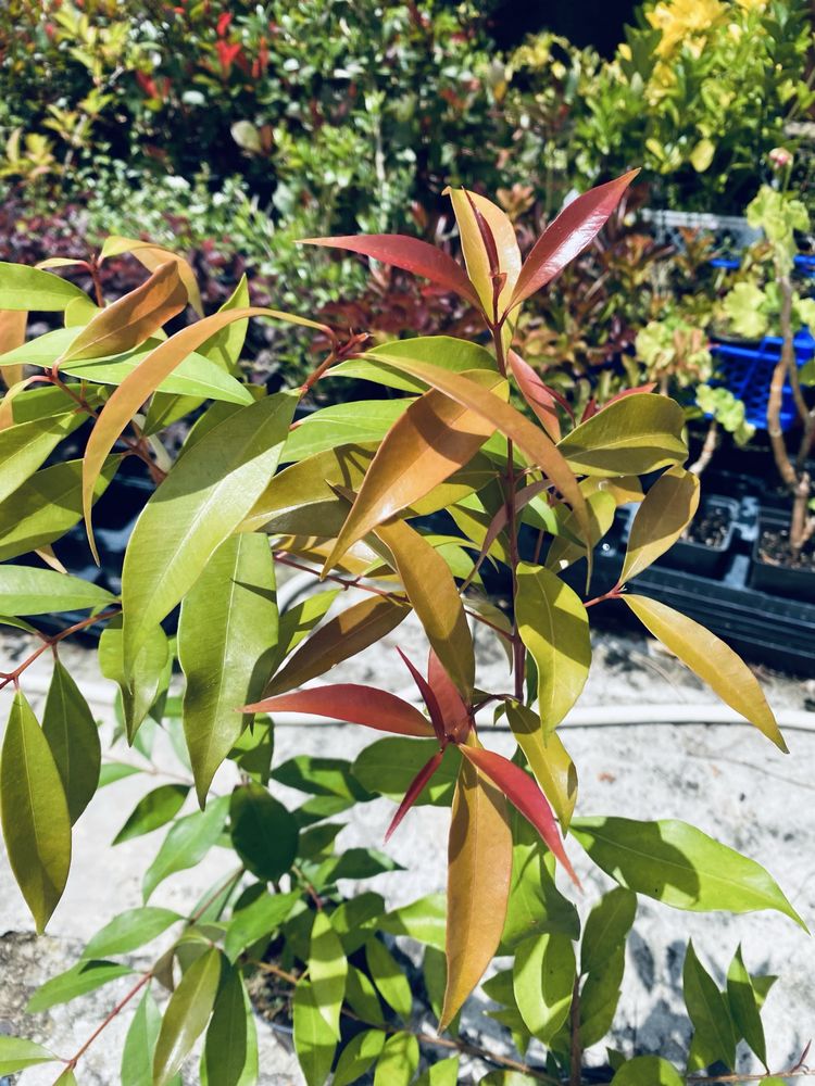 Eugenias cerca de 40cm