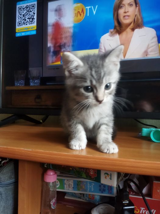 Віддам кошенят в добрі руки, стерилізацію дівчат оплачу.