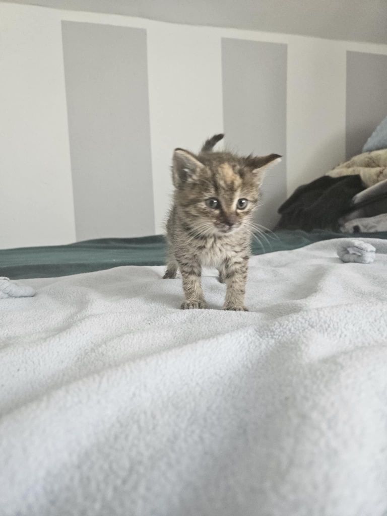Kotki do adopcji