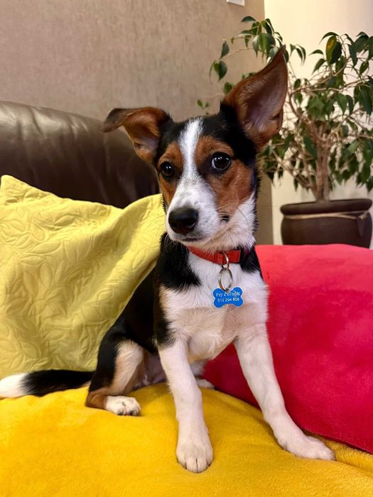 Mała psia dziewczynka - Debra do adopcji!