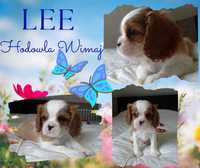 Piesek Cavalier King Charles Spaniel ZKwP/FCI GOTOWY DO ODBIORU