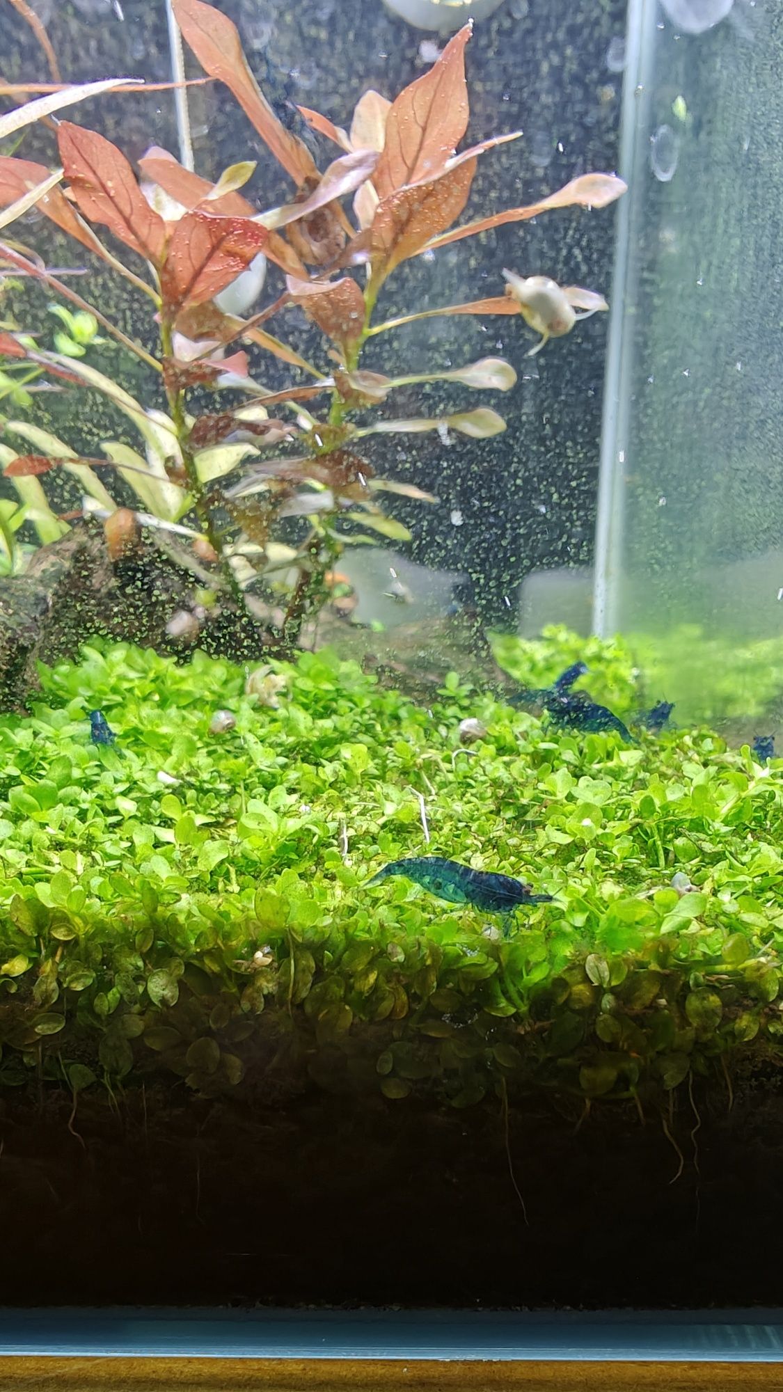 Neocaridina blue dream