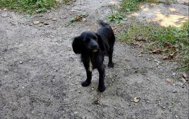 Цуценята від самки кокерспаніель