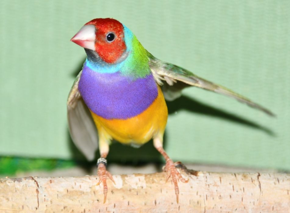 Amadyna wspaniała samiec 2025