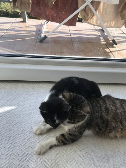 Oddam kotke w dobre ręce