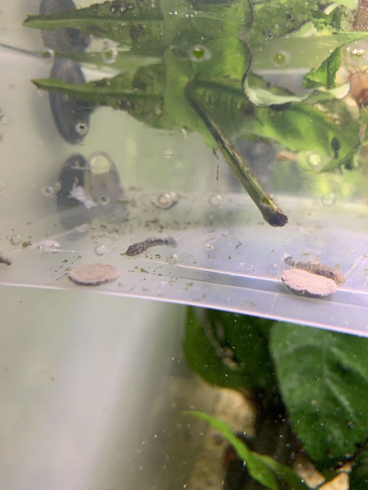 Ancistrus juvenis