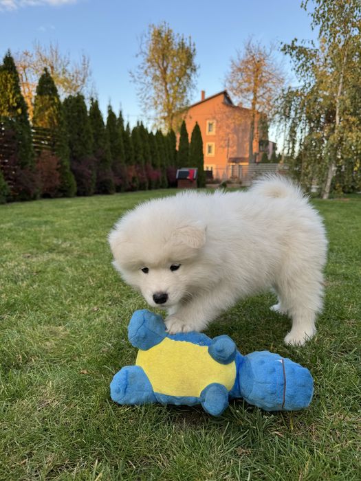Aurora suczka - szczeniak Samoyed - gotowa do odbioru 4.11