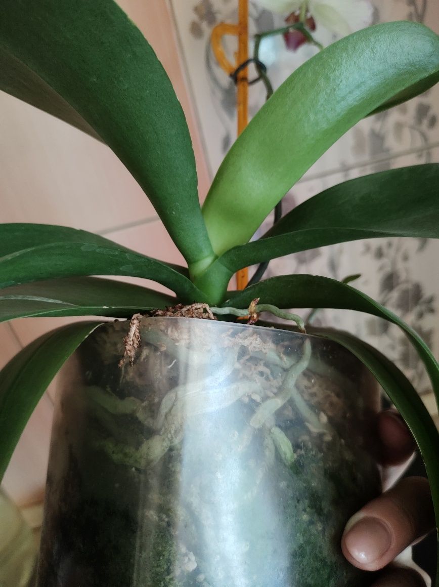 Орхідея фаленопсис стандарт