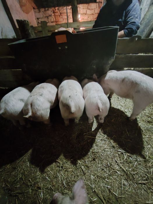 Продам поросят вес 7-10 кг