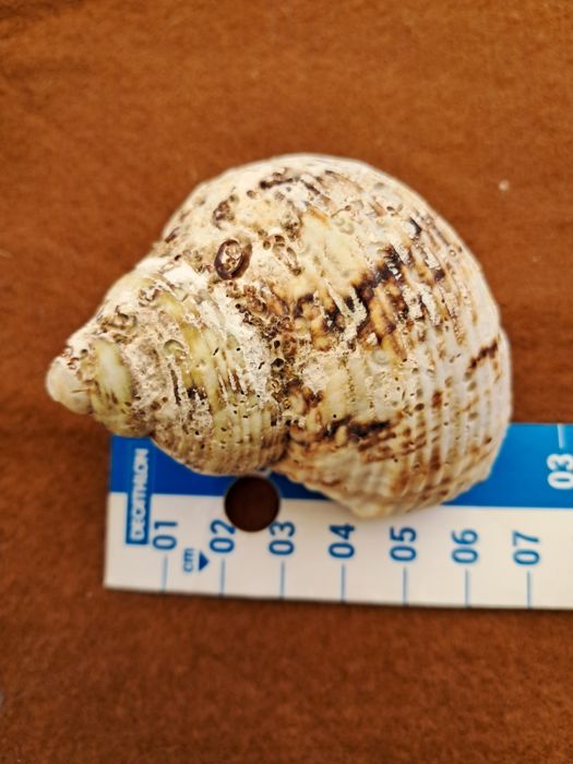 Conchas e búzios 2