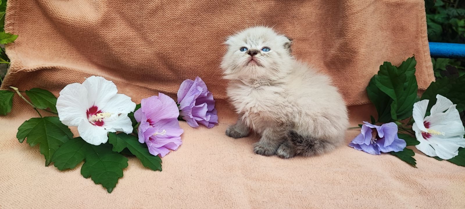 Кошеня. Котик. Кішка.