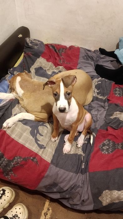 Продам щенков питбуля