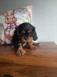 Cavalier King Charles spaniel pies