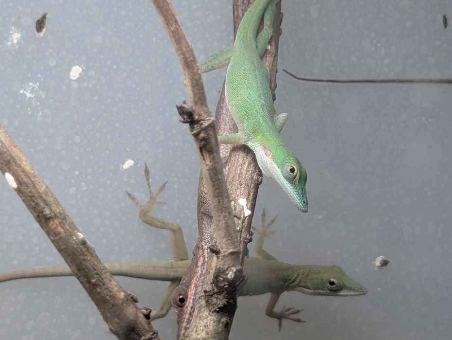 Anolis allisoni. Jaszczurka dzienna.