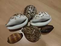 Kit de búzios para massagens