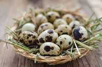 Перепелиные яйца , инкубационные яйца