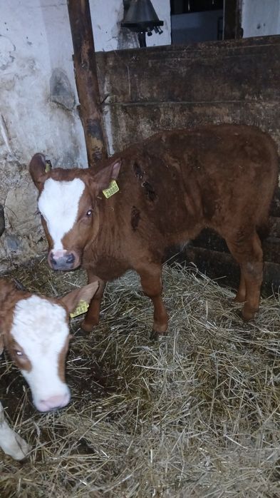 Sprzedam  byczka