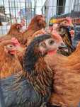 Kury nioski młode prosto od hodowcy drobiu.Rosa Leghorn z jajkiem