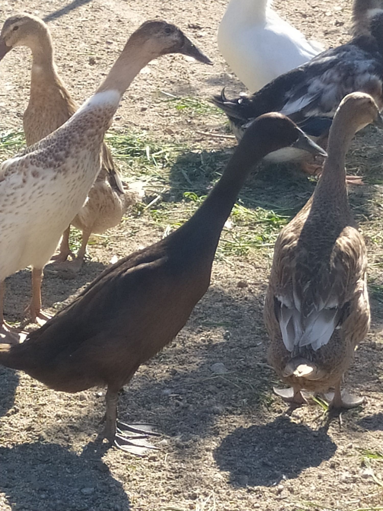 Patos  Rouen .....