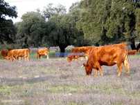 630ha aptidão para BOVINOS, OVINOS, CAPRINOS, CAÇA. Portugal, Beja,...